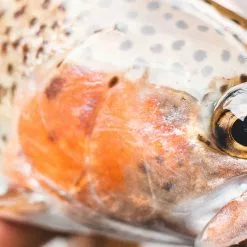 Daiwa 21 Presso -Spinning Reels Sales Daiaw22PressoReel4