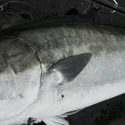 MC Works 22 Strange Blue SBL100HX SP -Spinning Reels Sales MCworksstrangeblue100HX1