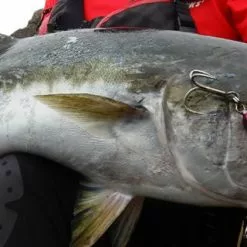 MC Works 2021 Raging Bull RB95XZ-TRIDENT 13 MC Works 2021 Raging Bull RB95XZ-TRIDENT -Spinning Reels Sales RB95XZ TRIDENT e693418b 1b98 4184 a430 0c9ebd3ebe51