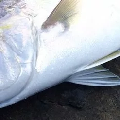 MC WORKS 2022 RB99RS-1 STD 9 MC WORKS 2022 RB99RS-1 STD -Spinning Reels Sales RB99RS 1 fe994bc1 6607 4930 a073 8f364856e6de