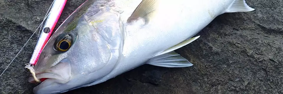 MC WORKS 2022 RB99RS-1 STD 6 MC WORKS 2022 RB99RS-1 STD - Image 4