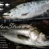 Ripple Fisher SilverStream 96 Flows Nano -Spinning Reels Sales RippleFisherSilverStream81Stiletto1 2fc943aa c981 49d6 90f3 da26469ae0f6