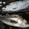 Ripple Fisher SilverStream 81 Stiletto -Spinning Reels Sales RippleFisherSilverStream81Stiletto1 ee708b2a 6f4c 4f5d 9b46 9d8259cec7eb