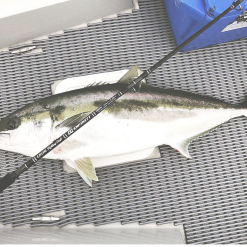 CB One Enfinity EN80/16 - Ultimate Dreamer -Spinning Reels Sales Screen Shot 2019 08 28 at 2.37.24 pm