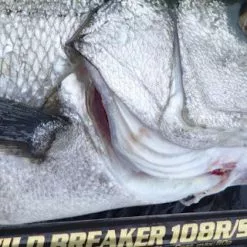 MC Works 2022 Wild Breaker 108RS (Special) -Spinning Reels Sales WB108RS da21da36 96bf 4e73 9316 f42e43033c6b