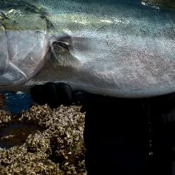 Palms Jigaro Massive -Spinning Reels Sales main 1 f4135f81 eded 4e28 8b44 ca5abb1f19e0