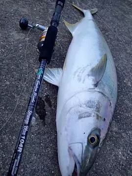 MC Works Strange Blue SBL107R 3 MC Works Strange Blue SBL107R