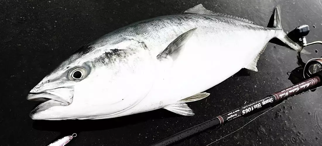 MC Works 2022 Strange Blue SBL106S 6 MC Works 2022 Strange Blue SBL106S - Image 4