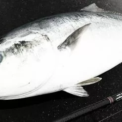 MC Works 2021 Strange Blue SBL106S (Black & Gold) -Spinning Reels Sales strangeblue106 91af30a6 af51 4de8 a7e3 6e2d51b285d5